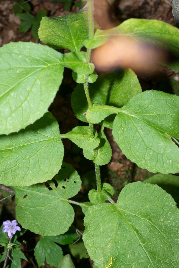 Doronicum austriacum / Doronico austriaco